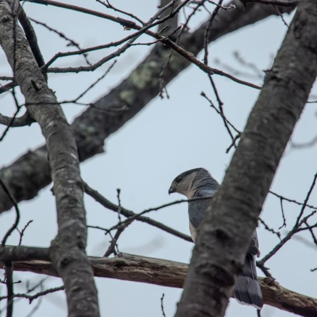 Cooper's Hawk