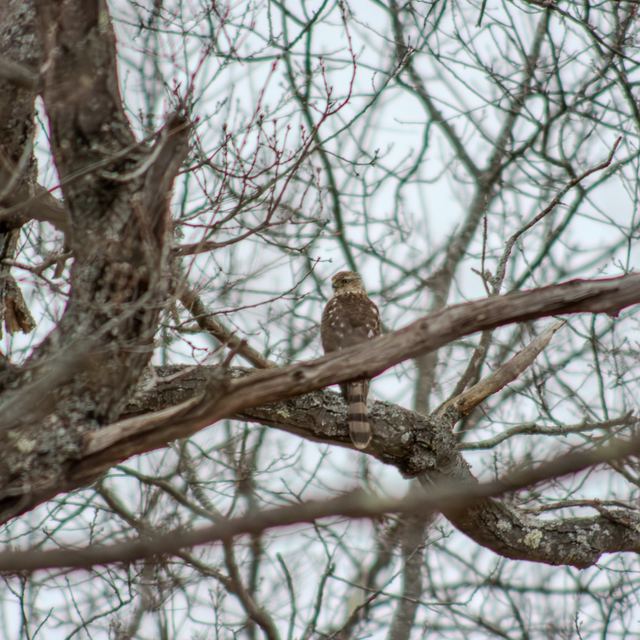 Cooper's Hawk
