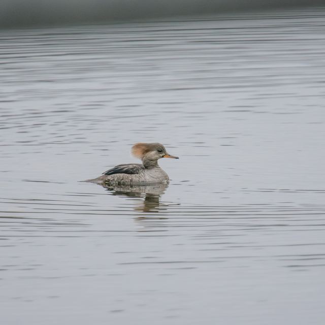Hooded Merganser