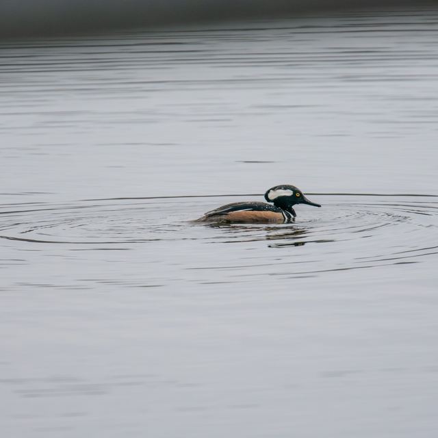 Hooded Merganser