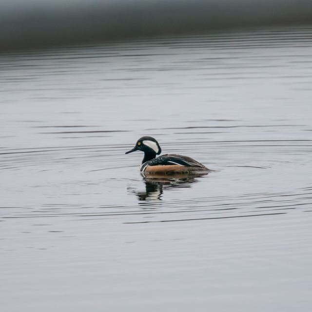 Hooded Merganser