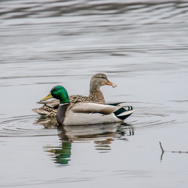 Mallard