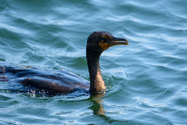 Double-crested Cormorant