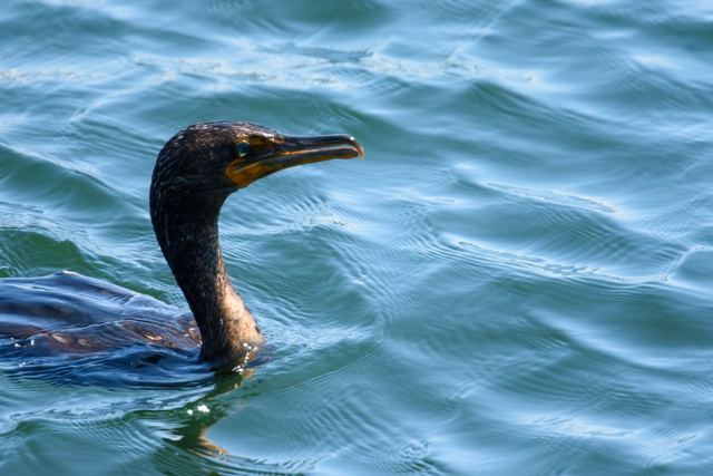 Double-crested Cormorant