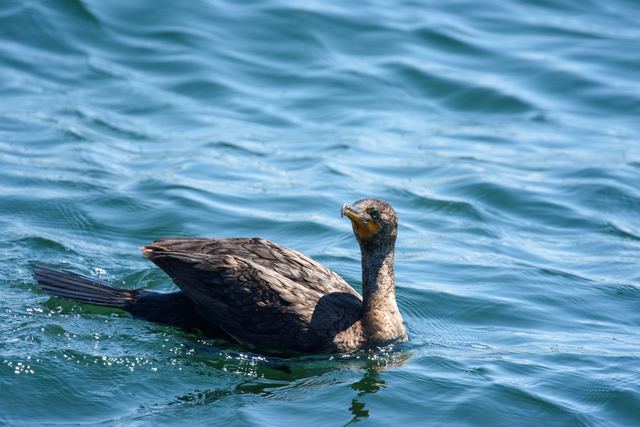 Double-crested Cormorant