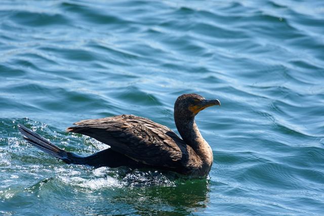 Double-crested Cormorant