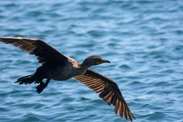Double-crested Cormorant