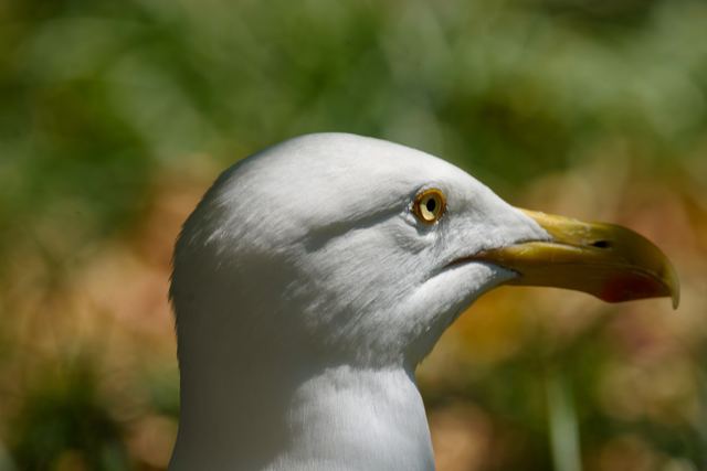 American Herring Gull
