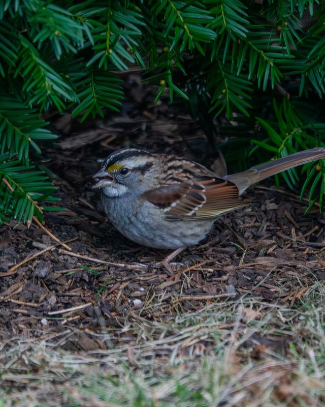 White-throated Sparrow