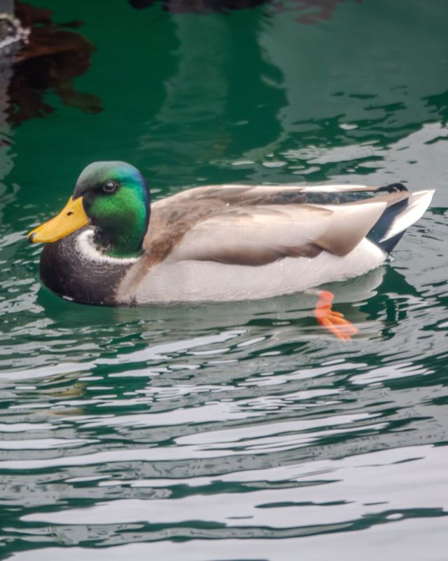 Mallard