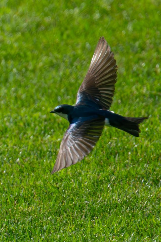 Tree Swallow