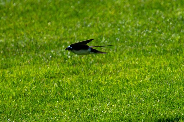 Tree Swallow