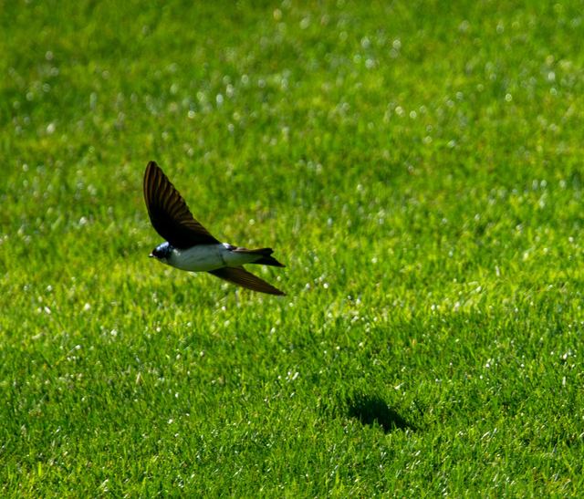 Tree Swallow