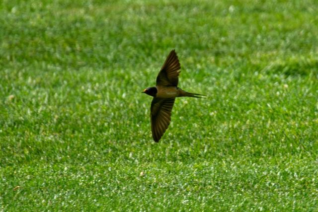 Barn Swallow