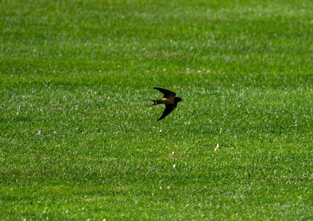Barn Swallow