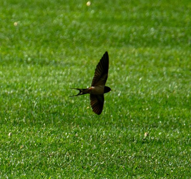 Barn Swallow