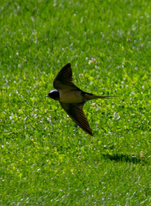 Barn Swallow