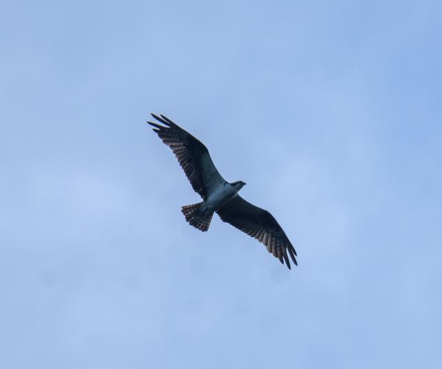 Osprey