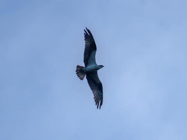 Osprey