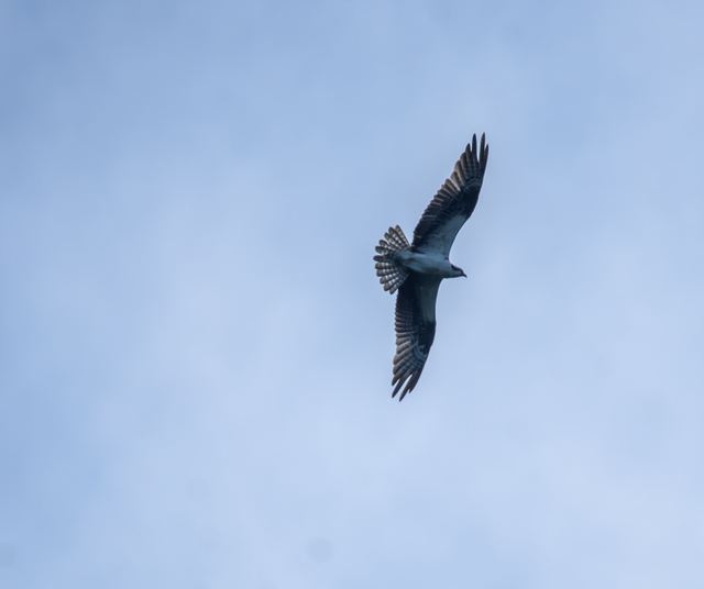 Osprey