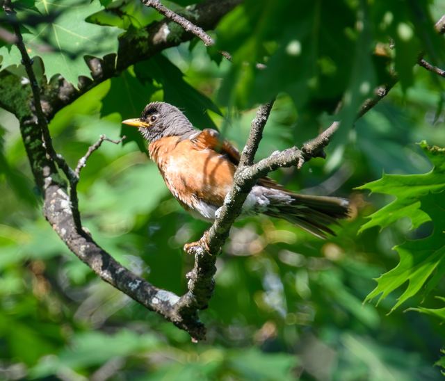 American Robin
