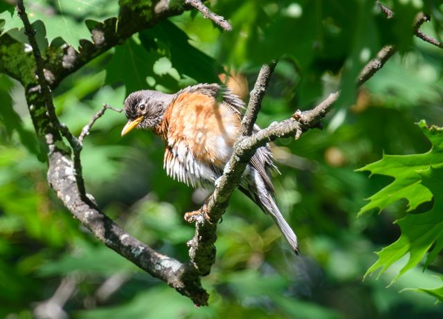 American Robin