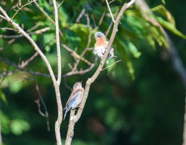 Eastern Bluebird