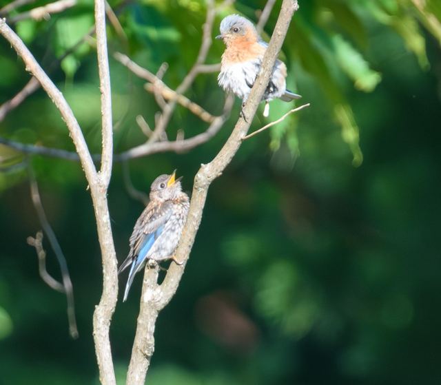Eastern Bluebird