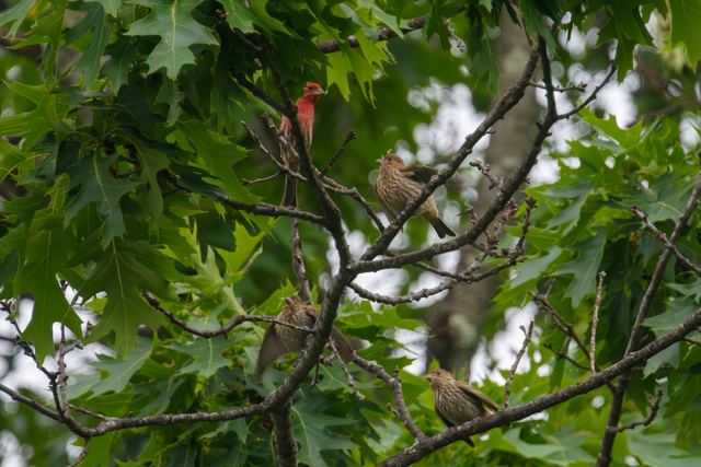 House Finch