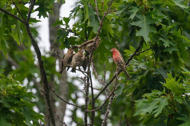 House Finch