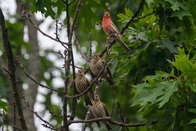 House Finch
