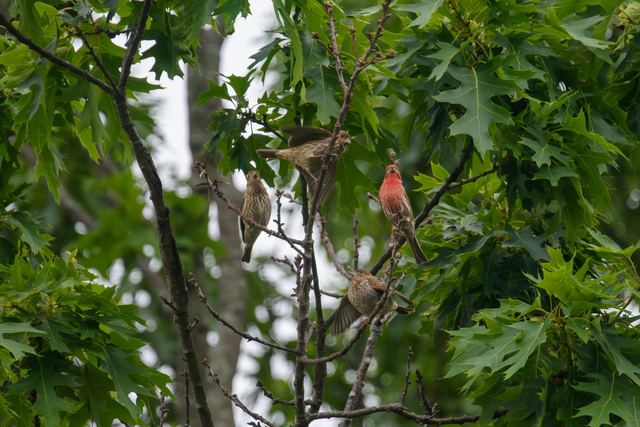 House Finch