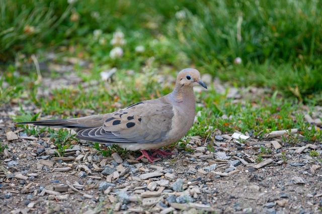 Mourning Dove