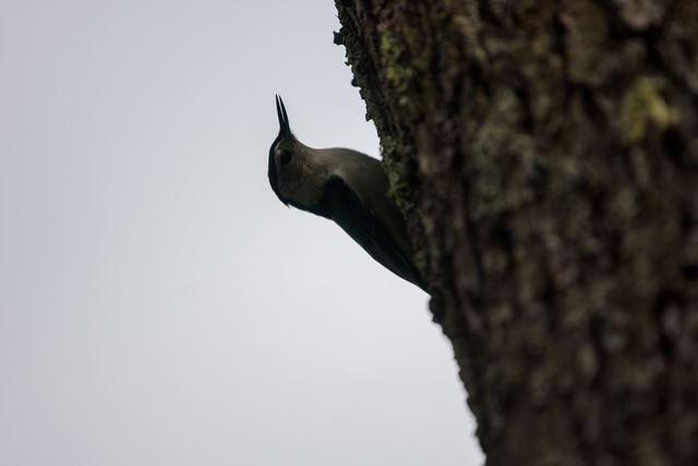 White-breasted Nuthatch