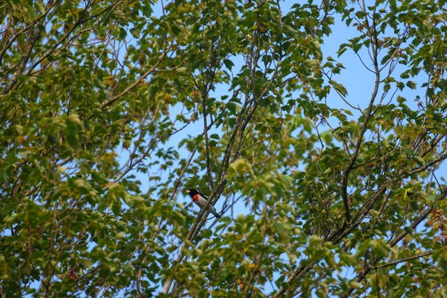 Rose-breasted Grosbeak
