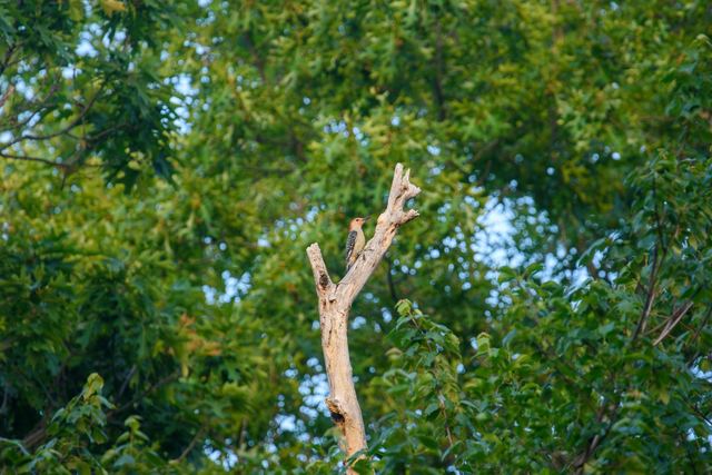 Red-bellied Woodpecker