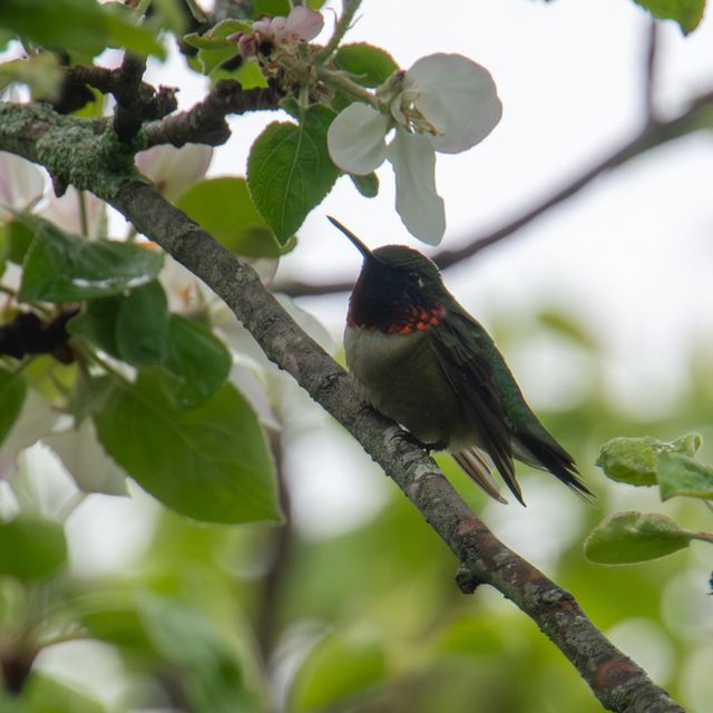Ruby-throated Hummingbird