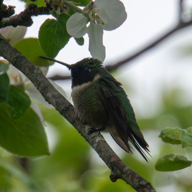 Ruby-throated Hummingbird
