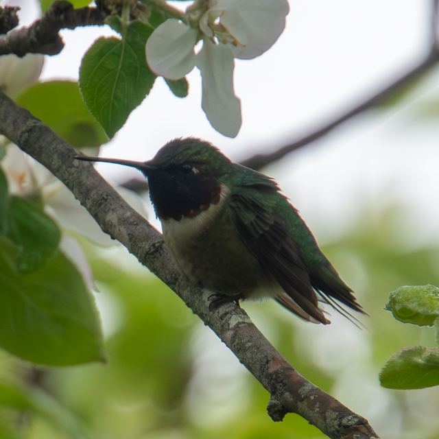 Ruby-throated Hummingbird