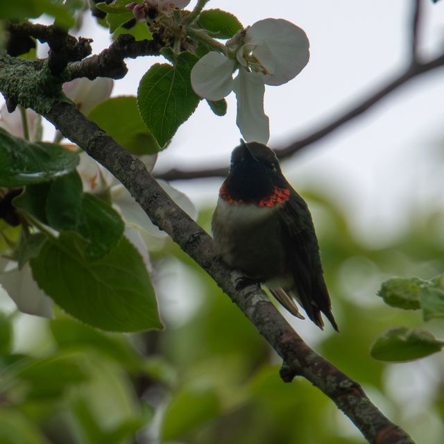 Ruby-throated Hummingbird