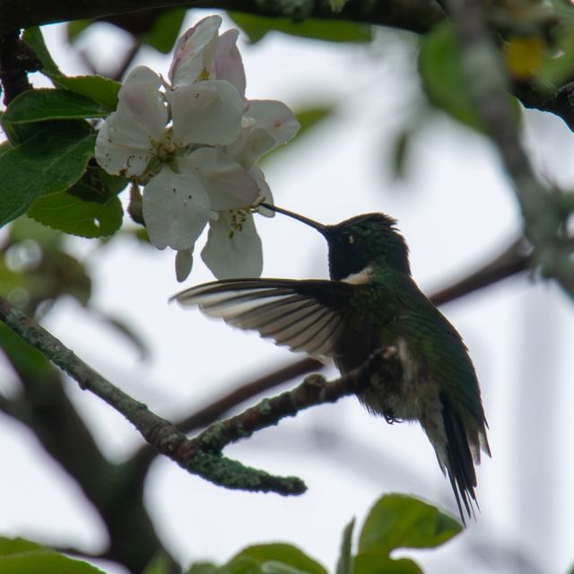 Ruby-throated Hummingbird