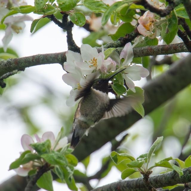 Ruby-throated Hummingbird