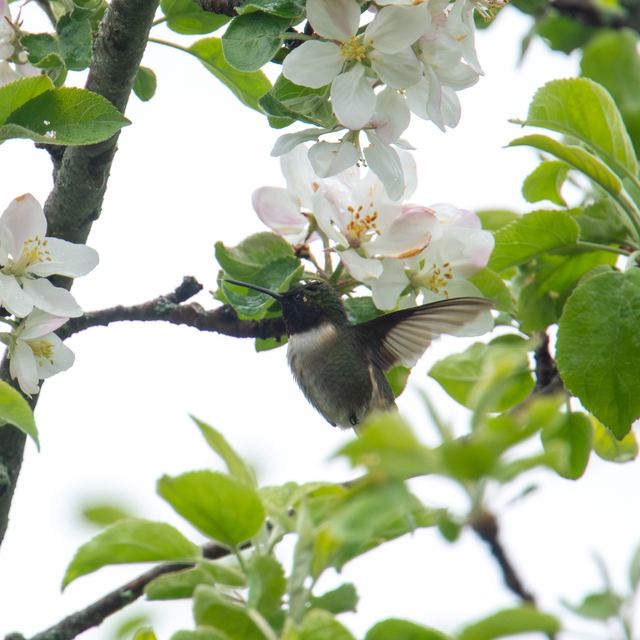 Ruby-throated Hummingbird