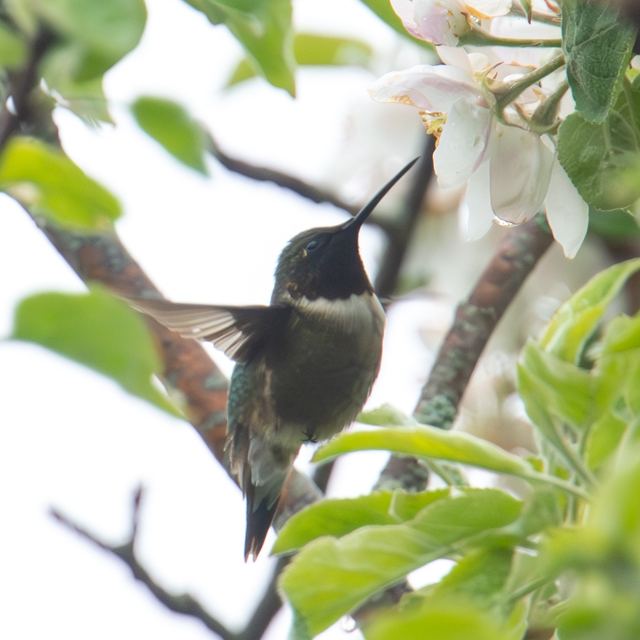 Ruby-throated Hummingbird