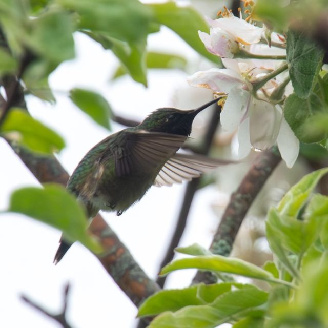 Ruby-throated Hummingbird