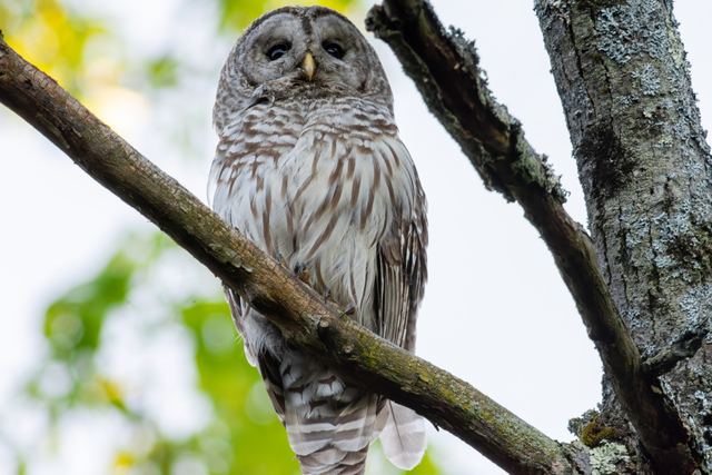 Barred Owl