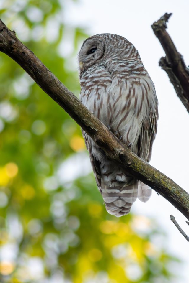 Barred Owl