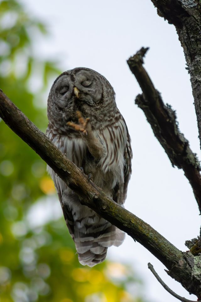 Barred Owl