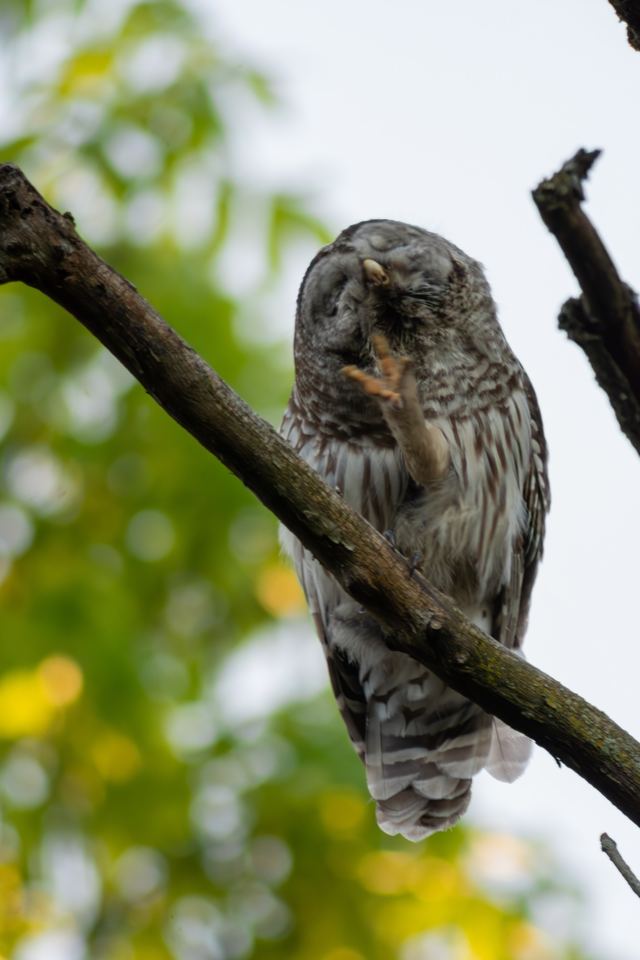 Barred Owl