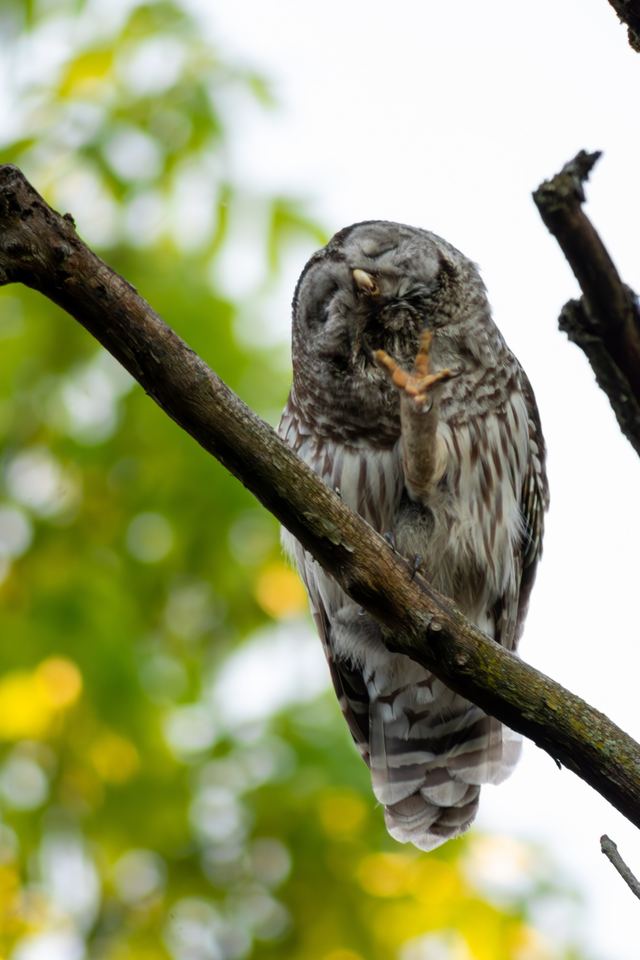 Barred Owl